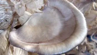 oystermushroom