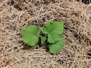 Mulching helps soil retain much needed water - Photo by Doug Beckers