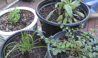 It's easy to grow herbs in containers - Image by rfarmer
