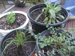 It's easy to grow herbs in containers - Image by rfarmer