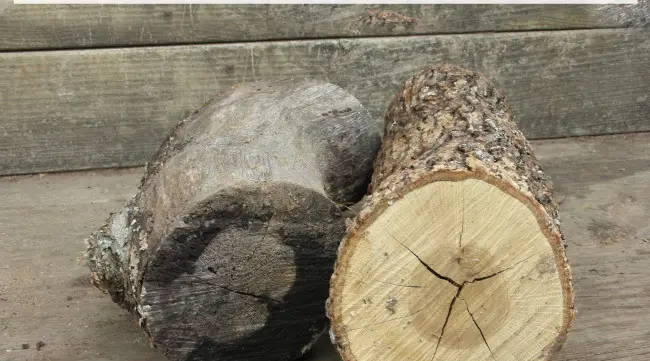 The dry wood on the left burns quickly, while the green wood on the right burns slower. Image by Aprille Ross
