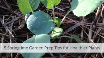5 Springtime Garden Prep Tips for Healthier Plants_slide