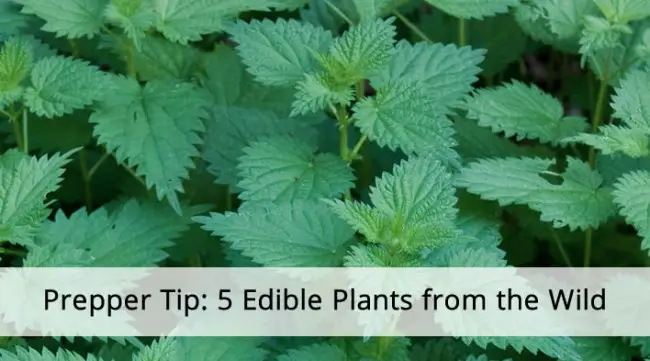 5 Edible Plants_slide