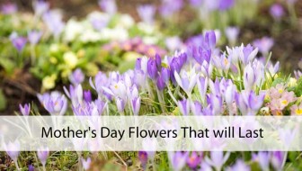 Mother's Day Flowers That will Last