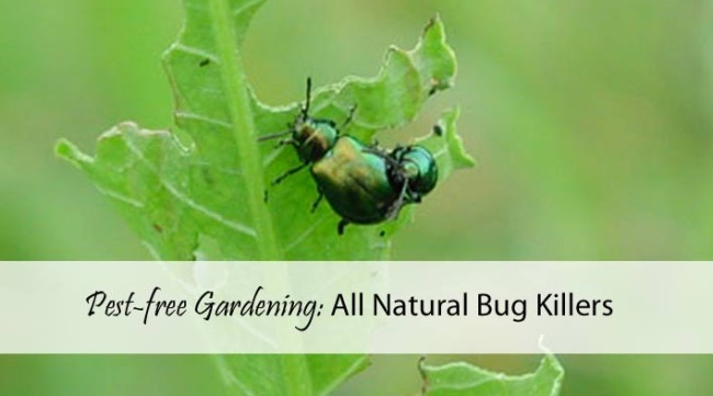 Pest-free-Gardening: All Natural Bug Killers