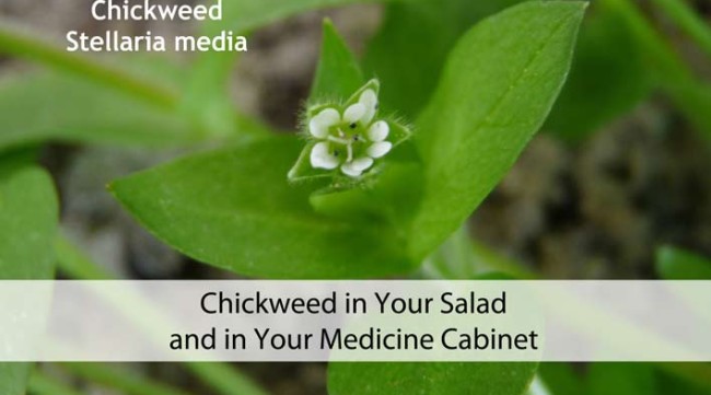 Chickweed in Your Salad and in Your Medicine Cabinet
