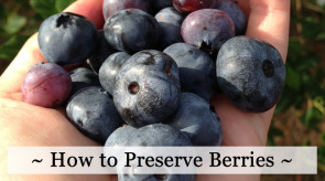 How to Preserve the Berry Harvest